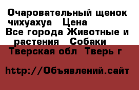 Очаровательный щенок чихуахуа › Цена ­ 40 000 - Все города Животные и растения » Собаки   . Тверская обл.,Тверь г.